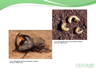 Fonte: Manual de insetos associados à cultura
do arroz – IRGA 2010
Fonte: Manual de insetos associados à cultura
do arroz – IRGA 2010
 