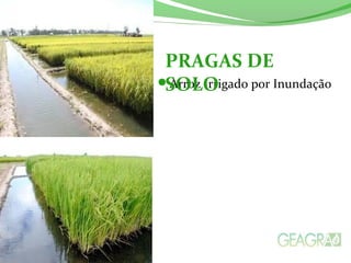 Arroz Irrigado por Inundação
PRAGAS DE
SOLO
 