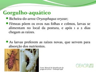 Bicheira-do-arroz Oryzophagus oryzae;
Fêmeas põem os ovos nas folhas e colmos, larvas se
alimentam no local da postura, e após 1 a 2 dias
chegam as raízes.
As larvas preferem as raízes novas, que servem para
absorção dos nutrientes.
Gorgulho-aquático
Fonte: Manual de identificação de
pragas do arrroz – Embrapa 1998.
 
