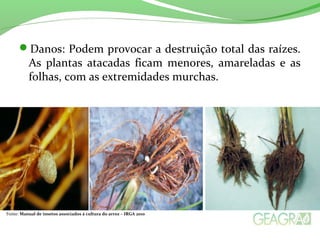 Danos: Podem provocar a destruição total das raízes.
As plantas atacadas ficam menores, amareladas e as
folhas, com as extremidades murchas.
Fonte: Manual de insetos associados à cultura do arroz – IRGA 2010
 