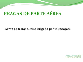 Arroz de terras altas e irrigado por inundação.
PRAGAS DE PARTE AÉREA
 