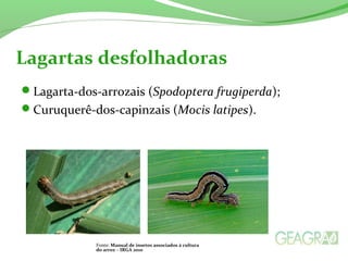 Lagarta-dos-arrozais (Spodoptera frugiperda);
Curuquerê-dos-capinzais (Mocis latipes).
Lagartas desfolhadoras
Fonte: Manual de insetos associados à cultura
do arroz – IRGA 2010
 