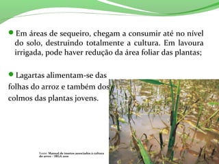 Em áreas de sequeiro, chegam a consumir até no nível
do solo, destruindo totalmente a cultura. Em lavoura
irrigada, pode haver redução da área foliar das plantas;
Lagartas alimentam-se das
folhas do arroz e também dos
colmos das plantas jovens.
Fonte: Manual de insetos associados à cultura
do arroz – IRGA 2010
 