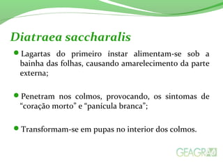 Lagartas do primeiro ínstar alimentam-se sob a
bainha das folhas, causando amarelecimento da parte
externa;
Penetram nos colmos, provocando, os sintomas de
“coração morto” e “panícula branca”;
Transformam-se em pupas no interior dos colmos.
Diatraea saccharalis
 