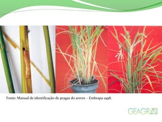Fonte: Manual de identificação de pragas do arrroz – Embrapa 1998.
 