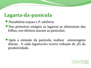 Pseudaletia sequax e P. adultera;
Nos primeiros estágios as lagartas se alimentam das
folhas, nos últimos atacam as panículas;
Após a emissão da panícula, realizar amostragens
diárias. A cada lagarta/m2 ocorre redução de 3% da
produtividade.
Lagarta-da-panícula
 