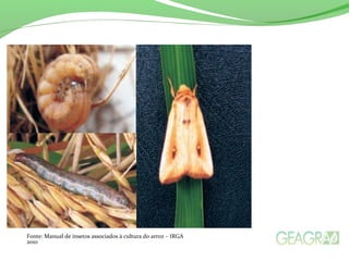 Fonte: Manual de insetos associados à cultura do arroz – IRGA
2010
 
