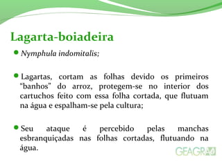 Nymphula indomitalis;
Lagartas, cortam as folhas devido os primeiros
“banhos” do arroz, protegem-se no interior dos
cartuchos feito com essa folha cortada, que flutuam
na água e espalham-se pela cultura;
Seu ataque é percebido pelas manchas
esbranquiçadas nas folhas cortadas, flutuando na
água.
Lagarta-boiadeira
 