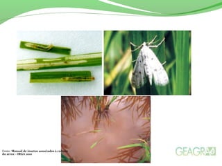 Fonte: Manual de insetos associados à cultura
do arroz – IRGA 2010
 