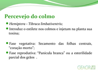 Hemiptera - Tibraca limbativentris;
Introduz o estilete nos colmos e injetam na planta sua
toxina;
Fase vegetativa: Secamento das folhas centrais,
“coração morto”;
Fase reprodutiva: “Panícula branca” ou a esterilidade
parcial dos grãos .
Percevejo do colmo
 