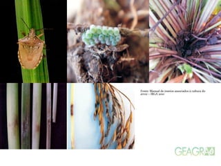 Fonte: Manual de insetos associados à cultura do
arroz – IRGA 2010
 