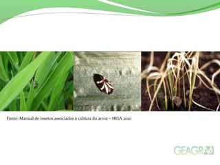 Fonte: Manual de insetos associados à cultura do arroz – IRGA 2010
 