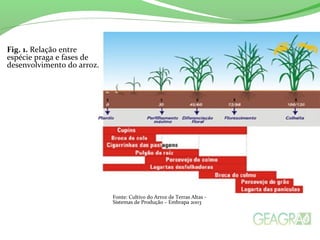 Fonte: Cultivo do Arroz de Terras Altas -
Sistemas de Produção – Embrapa 2003
Fig. 1. Relação entre
espécie praga e fases de
desenvolvimento do arroz.
 