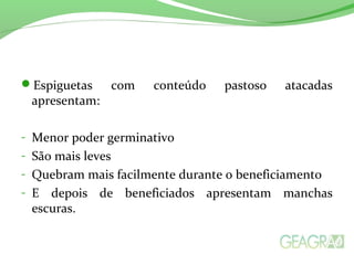 Espiguetas com conteúdo pastoso atacadas
apresentam:
- Menor poder germinativo
- São mais leves
- Quebram mais facilmente durante o beneficiamento
- E depois de beneficiados apresentam manchas
escuras.
 