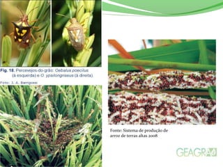 Fonte: Sistema de produção de
arroz de terras altas 2008
 