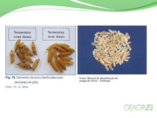 Fonte: Manual de identificação de
pragas do Arroz – Embrapa
 