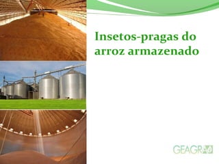 Insetos-pragas do
arroz armazenado
 