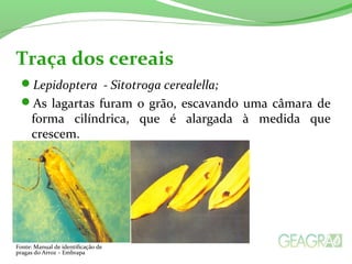 Lepidoptera - Sitotroga cerealella;
As lagartas furam o grão, escavando uma câmara de
forma cilíndrica, que é alargada à medida que
crescem.
Traça dos cereais
Fonte: Manual de identificação de
pragas do Arroz – Embrapa
 