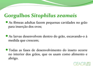 As fêmeas adultas fazem pequenas cavidades no grão
para inserção dos ovos;
As larvas desenvolvem dentro do grão, escavando-o à
medida que crescem;
Todas as fases de desenvolvimento do inseto ocorre
no interior dos grãos, que os usam como alimento e
abrigo.
Gorgulhos Sitophilus zeamais
 
