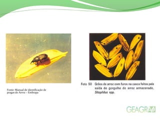 Fonte: Manual de identificação de
pragas do Arroz – Embrapa
 