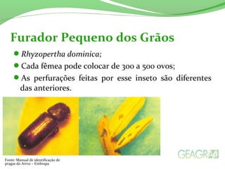 Rhyzopertha dominica;
Cada fêmea pode colocar de 300 a 500 ovos;
As perfurações feitas por esse inseto são diferentes
das anteriores.
Furador Pequeno dos Grãos
Fonte: Manual de identificação de
pragas do Arroz – Embrapa
 