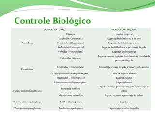 INIMIGO NATURAL PRAGA CONTROLADA
Predadores
Pássaros Insetos em geral
Carabidae (Coleoptera) Lagartas desfolhadoras e de solo
Tesourinhas (Dermaptera) Lagartas desfolhadoras e ovos
Reduviidae (Heteroptera) Lagartas desfolhadoras e percevejo do grão
Vespidae (Hynenoptera) Lagartas desfolhadoras
Parasitóides
Tachinidae (Diptera)
Lagarta elasmo, lagartas desfolhadoras e ninfas de
percevejo do grão
Encyrtidae (Hynenoptera) Ovos de percevejo do grão e percevejo do colmo
Trichogrammatidae (Hymenoptera) Ovos de lagarta elasmo
Braconidae (Hymenoptera) Lagarta elasmo
Ichneumonodae (Hymenoptera) Lagarta elasmo
Fungos entomopatogênicos
Beauveria bassiana
Lagarta elasmo, percevejo do grão e percevejo do
colmo
Metarhizium anisopliae Lagarta elasmo e percevejo do colmo
Bactéria entomopatogênica Bacillus thuringiensis Lagartas
Vírus entomopatogênicos Baculovirus spodoptera Lagarta do cartucho do milho
Controle Biológico
 