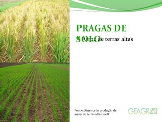 Arroz de terras altas
PRAGAS DE
SOLO
Fonte: Sistema de produção de
arroz de terras altas 2008
 