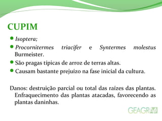 Isoptera;
Procornitermes triacifer e Syntermes molestus
Burmeister.
São pragas típicas de arroz de terras altas.
Causam bastante prejuízo na fase inicial da cultura.
Danos: destruição parcial ou total das raízes das plantas.
Enfraquecimento das plantas atacadas, favorecendo as
plantas daninhas.
CUPIM
 