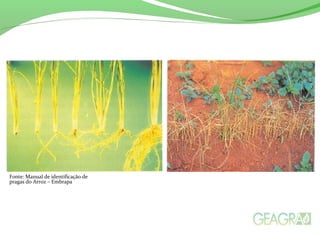 Fonte: Manual de identificação de
pragas do Arroz – Embrapa
 