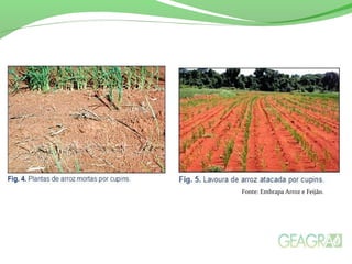 Fonte: Embrapa Arroz e Feijão.
 