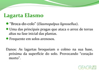 “Broca-do-colo” (Elasmopalpus lignosellus).
Uma das principais pragas que ataca o arroz de terras
altas na fase inicial das plantas.
Frequente em solos arenosos.
Danos: As lagartas broqueiam o colmo na sua base,
próxima da superfície do solo. Provocando “coração
morto”.
Lagarta Elasmo
 
