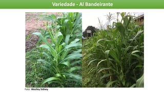 Variedade - Al Bandeirante
Foto: Weslley Sidney
 