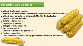 Benefícios para a saúde:
Milho é rica fonte de calorias;
Benefícios do milho para na prevenção de hemorroidas e câncer colo retal;
Milho é uma rica fonte em minerais: P, Mg, Mn, Zn, Cu, Fe, Se;
Propriedades antioxidantes;
Benefícios para o coração;
Prevenção da anemia;
Redução do mau colesterol;
Rico em vitamina A;
Controle da diabetes e hipertensão;
Produtos cosméticos;
O chá feito com os cabelos da espiga do milho é excelente para os rins.
 