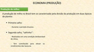 ECONOMIA (PRODUÇÃO)
Produção de milho:
A produção de milho no Brasil tem se caracterizado pela divisão da produção em duas épocas
de plantio:
 Primeira safra:
- Durante o período chuvoso.
 Segunda safra, ‘’safrinha’’:
- Realizados em uma condição desfavorável
de clima;
- Tem contribuído para elevar os
rendimentos das lavouras
 