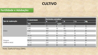 Fonte: Coelho & França (1995).
Fertilidade e Adubação:
CULTIVO
 