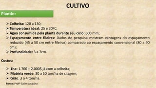 Plantio:
CULTIVO
Colheita: 120 a 130;
Temperatura ideal: 25 e 30ºC;
Água consumida pela planta durante seu ciclo: 600 mm;
Espaçamento entre fileiras: Dados de pesquisa mostram vantagens do espaçamento
reduzido (45 a 50 cm entre fileiras) comparado ao espaçamento convencional (80 a 90
cm);
Profundidade: 3 a 7cm.
Custos:
 1ha: 1.700 – 2.000$ já com a colheita;
 Matéria verde: 30 a 50 ton/ha de silagem;
 Grão: 3 a 4 ton/ha.
Fonte: Profº Salim Jacaúna
 