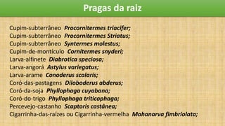 Pragas da raiz
Cupim-subterrâneo Procornitermes triacifer;
Cupim-subterrâneo Procornitermes Striatus;
Cupim-subterrâneo Syntermes molestus;
Cupim-de-montículo Cornitermes snyderi;
Larva-alfinete Diabrotica speciosa;
Larva-angorá Astylus variegatus;
Larva-arame Conoderus scalaris;
Coró-das-pastagens Diloboderus abderus;
Coró-da-soja Phyllophaga cuyabana;
Coró-do-trigo Phyllophaga triticophaga;
Percevejo-castanho Scaptoris castânea;
Cigarrinha-das-raízes ou Cigarrinha-vermelha Mahanarva fimbriolata;
 