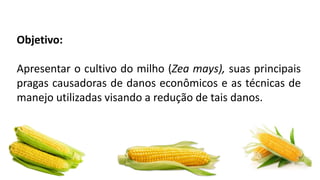 Objetivo:
Apresentar o cultivo do milho (Zea mays), suas principais
pragas causadoras de danos econômicos e as técnicas de
manejo utilizadas visando a redução de tais danos.
 