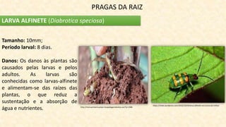 PRAGAS DA RAIZ
LARVA ALFINETE (Diabrotica speciosa)
Tamanho: 10mm;
Período larval: 8 dias.
Danos: Os danos às plantas são
causados pelas larvas e pelos
adultos. As larvas são
conhecidas como larvas-alfinete
e alimentam-se das raízes das
plantas, o que reduz a
sustentação e a absorção de
água e nutrientes. http://monsantoemcampo.hospedagemdesites.ws/?p=1586
https://3rlab.wordpress.com/2016/10/03/larva-alfinete-na-cutura-do-milho/
 