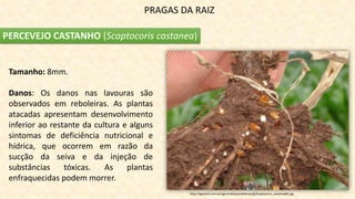 PRAGAS DA RAIZ
PERCEVEJO CASTANHO (Scaptocoris castanea)
Tamanho: 8mm.
Danos: Os danos nas lavouras são
observados em reboleiras. As plantas
atacadas apresentam desenvolvimento
inferior ao restante da cultura e alguns
sintomas de deficiência nutricional e
hídrica, que ocorrem em razão da
sucção da seiva e da injeção de
substâncias tóxicas. As plantas
enfraquecidas podem morrer.
http://agrolink.com.br/agromidias/problemas/g/Scaptocoris_castanea82.jpg
 