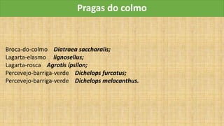 Pragas do colmo
Broca-do-colmo Diatraea saccharalis;
Lagarta-elasmo lignosellus;
Lagarta-rosca Agrotis ípsilon;
Percevejo-barriga-verde Dichelops furcatus;
Percevejo-barriga-verde Dichelops melacanthus.
 