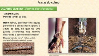 Pragas do colmo
LAGARTA-ELASMO (Elasmopalpus lígnosellus)
http://www.cnpms.embrapa.br/publicacoes/sorgo_8_ed/pragas.htm
Tamanho: 2cm;
Período larval: 21 dias.
Dano: folhas, descendo em seguida
para o solo e penetrando na planta à
altura do colo, no qual faz uma
galeria ascendente que termina
destruindo o ponto de crescimento.
Sintoma: "coração morto" - folhas centrais
mortas e folhas externas ainda verdes.
https://www.embrapa.br/documents/1344498/2767891/manejo-de-elasmo-na-cultura-do-milho.pdf/9ca5be8d-688e-
4520-9ec7-4fd385c51e3e
 