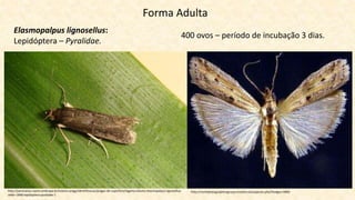 Forma Adulta
Elasmopalpus lignosellus:
Lepidóptera – Pyralidae.
http://mothphotographersgroup.msstate.edu/species.php?hodges=5896http://panorama.cnpms.embrapa.br/insetos-praga/identificacao/pragas-de-superficie/lagarta-elasmo-elasmopalpus-lignosellus-
zeller-1848-lepidoptera-pyralidae-1
400 ovos – período de incubação 3 dias.
 
