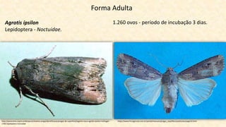 http://panorama.cnpms.embrapa.br/insetos-praga/identificacao/pragas-de-superficie/lagarta-rosca-agrotis-ipsilon-hufnagel-
1766-lepidoptera-noctuidae
https://www.fmcagricola.com.br/portal/manuais/pragas_soja/files/assets/seo/page14.html
Forma Adulta
Agrotis ípsilon
Lepidoptera - Noctuidae.
1.260 ovos - período de incubação 3 dias.
 