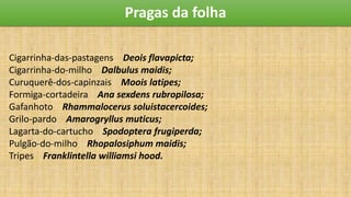 Pragas da folha
Cigarrinha-das-pastagens Deois flavapicta;
Cigarrinha-do-milho Dalbulus maidis;
Curuquerê-dos-capinzais Moois latipes;
Formiga-cortadeira Ana sexdens rubropilosa;
Gafanhoto Rhammalocerus soluistacercoides;
Grilo-pardo Amarogryllus muticus;
Lagarta-do-cartucho Spodoptera frugiperda;
Pulgão-do-milho Rhopalosiphum maidis;
Tripes Franklintella williamsi hood.
 