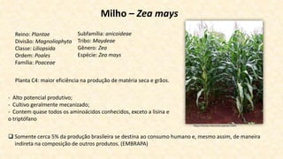 Milho – Zea mays
- Alto potencial produtivo;
- Cultivo geralmente mecanizado;
- Contem quase todos os aminoácidos conhecidos, exceto a lisina e
o triptófano
 Somente cerca 5% da produção brasileira se destina ao consumo humano e, mesmo assim, de maneira
indireta na composição de outros produtos. (EMBRAPA)
https://hortas.info/como-plantar-milho
Reino: Plantae
Divisão: Magnoliophyta
Classe: Liliopsida
Ordem: Poales
Família: Poaceae
Subfamília: anicoideae
Tribo: Maydeae
Gênero: Zea
Espécie: Zea mays
Planta C4: maior eficiência na produção de matéria seca e grãos.
 