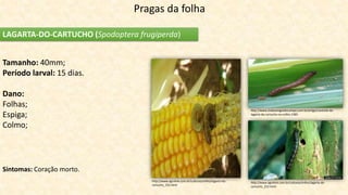Pragas da folha
LAGARTA-DO-CARTUCHO (Spodoptera frugiperda)
Tamanho: 40mm;
Período larval: 15 dias.
Dano:
Folhas;
Espiga;
Colmo;
Sintomas: Coração morto.
http://www.clubeamigosdocampo.com.br/artigo/controle-da-
lagarta-do-cartucho-no-milho-1385
http://www.agrolink.com.br/culturas/milho/lagarta-do-
cartucho_252.html
http://www.agrolink.com.br/culturas/milho/lagarta-do-
cartucho_252.html
 