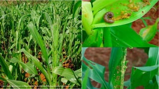 http://www.agrolink.com.br/downloads/manual%20de%20pragas%20do%20milho.pdf
 