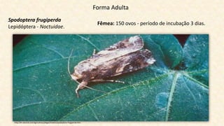 Forma Adulta
Spodoptera frugiperda
Lepidóptera - Noctuidae.
Fêmea: 150 ovos - período de incubação 3 dias.
http://br.viarural.com/agricultura/plagas/insetos/spodoptera-frugiperda.htm
 