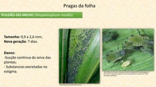 PULGÃO-DO-MILHO (Rhopalosiphum maidis)
Pragas da folha
Tamanho: 0,9 a 2,6 mm;
Nova geração: 7 dias.
Danos:
-Sucção contínua da seiva das
plantas;
- Substancias excretadas no
estigma.
http://www.pioneersementes.com.br
http://panorama.cnpms.embrapa.br/insetos-praga/identificacao/pragas-da-
parte-aerea-sugadores/pulgao-do-milho-rhopalosiphum-maidis-fitch-1856-
homoptera-aphididae
 